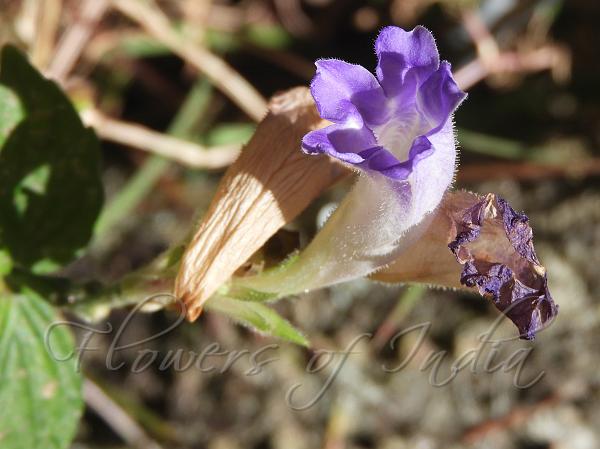 Mint-Leaf Coneflower